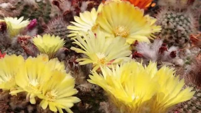 SPbCactus | Growing Parodia And Weingartia