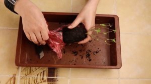 Гортензия из коробки. Что делать с саженцем весной?