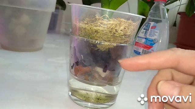 Орхидея-реанимашка.Нарастили корни.Что дальше?