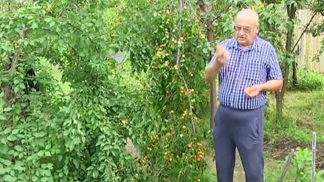Абрикосы могут расти и у нас!) смотреть онлайн