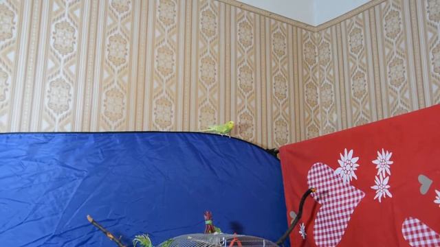 Попугаи. Уход рацион. Чем кормить волнистого попугая смотреть онлайн