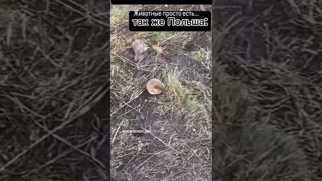 Курва животные