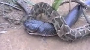 Крайт против другой ядовитой змеи