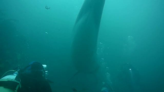 Diving with a Dolphin, Aran Islands, Ireland смотреть онлайн