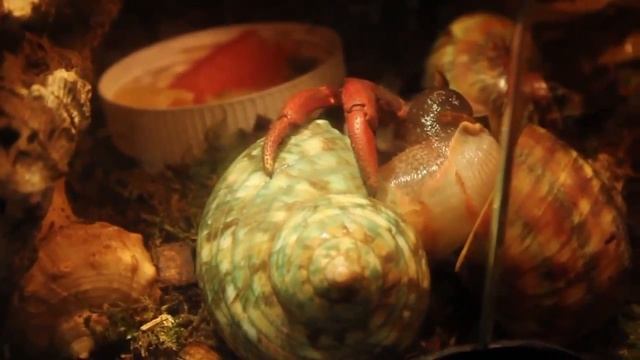 Facts: The Hermit Crab смотреть онлайн