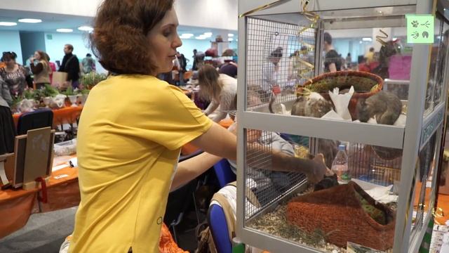 Разновидности окраса дегу. Выставка животных ""Зоопалитра". смотреть онлайн