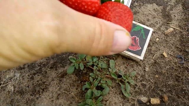 Клубника ВИВАРА взвешиваем и дегустируем смотреть онлайн