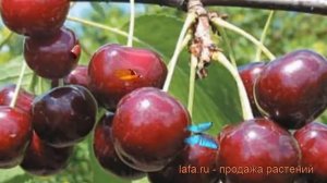 Вишня обыкновенная Эффектная (Дюк) ? обзор: как сажать, саженцы вишни Эффектная (Дюк)