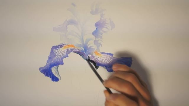 Un iris à l'aquarelle (watercolor tutorial) смотреть онлайн