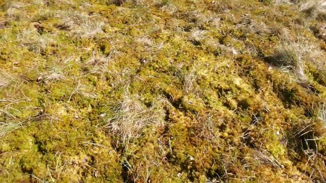 Резиновая лодка, рыбалка. Озеро, болото. смотреть онлайн