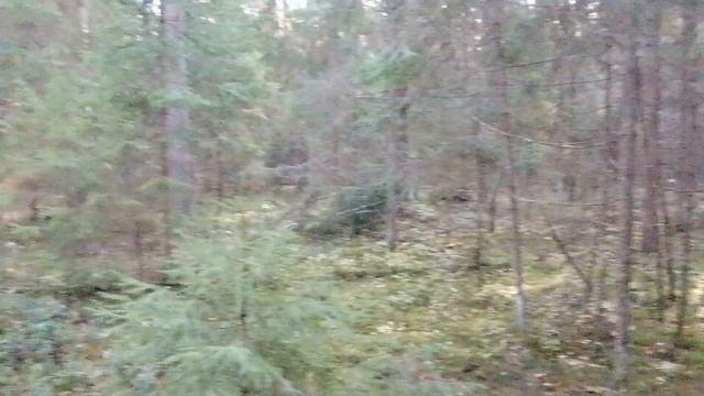 Боровики в сказочном лесу смотреть онлайн