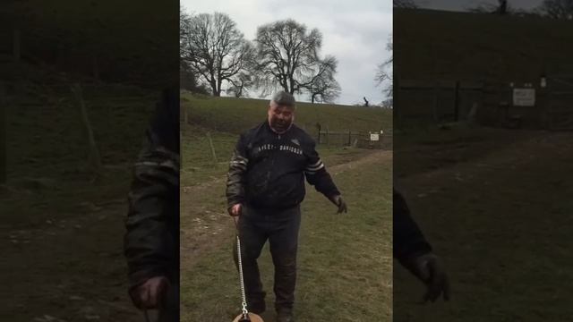 Что-то хозяин какой-то грустный, видать не нагулялся смотреть онлайн