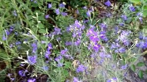 Живокость полевая. Помощь при онкозаболеваниях.