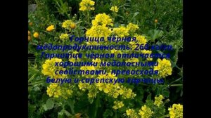 10 лучших простых медоносов!!!!