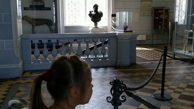 Зоологический музей Санкт-Петербурга.#Zoological Museum of St. Petersburg смотреть онлайн