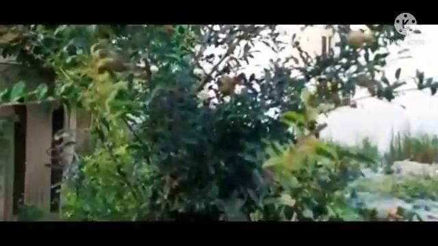 Garden tour 2021- jatropha plants смотреть онлайн