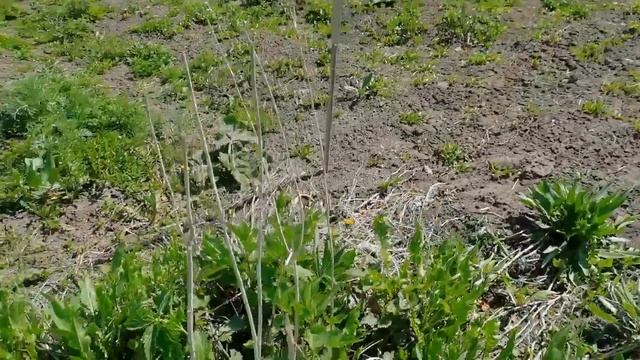 Томочке купили ветровку // Саше удалили зуб // У обочины цветы но не ромашки смотреть онлайн