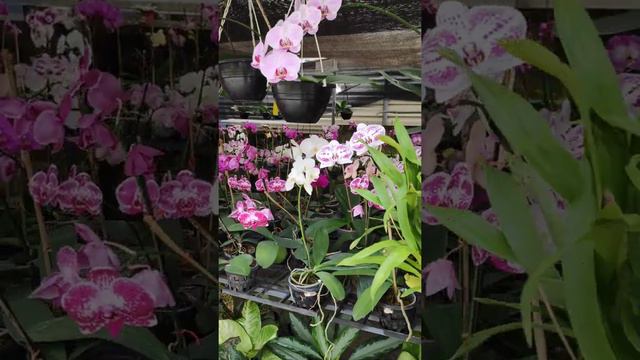 Orchid Blooms Everywhere! Phalaenopsis & Dendrobium смотреть онлайн