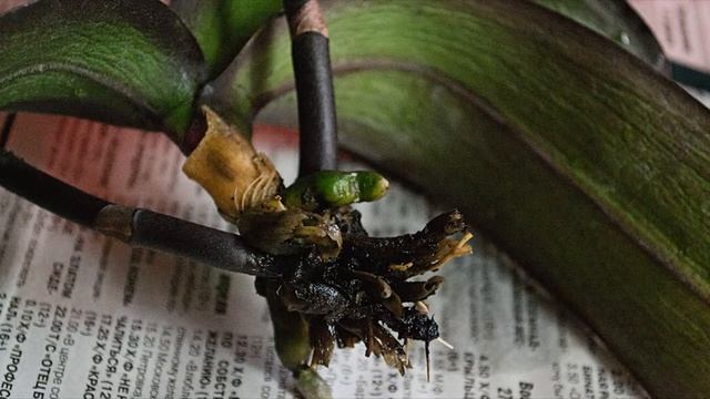 КАК СПАСТИ ОРХИДЕЮ БЕЗ КОРНЕЙ| СУХИЕ КОРНИ И ЛИСТЬЯ. ЭФФЕКТИВНЫЙ СПОСОБ