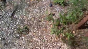 август, посадка малины и немного о плуге