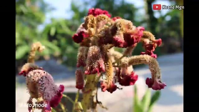 CANON EOS 2000D - PHOTO & VIDEO SAMPLE INDONESIA смотреть онлайн