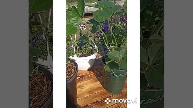 МОИ ДОРОГИЕ ПОКУПАТЕЛИ РАССКАЗЫВАЮТ О СВОИХ ДОСТИЖЕНИЯХ смотреть онлайн