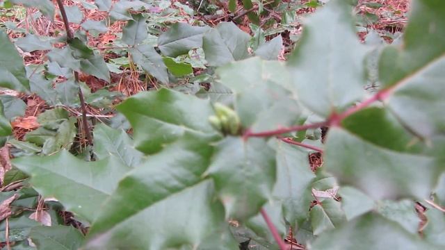 Магония падуболистная 5 января Mahonia aquifolium смотреть онлайн