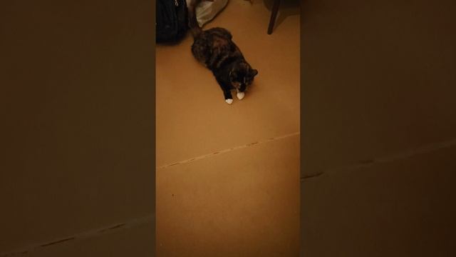 VID_20230331_214659.mp4 смотреть онлайн