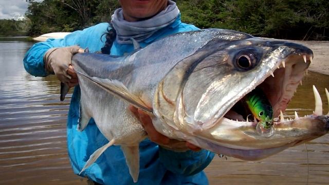 САМЫЕ ОПАСНЫЕ РЫБЫ В МИРЕ. Рыбы убийцы. МОРСКИЕ МОНСТРЫ. Самые страшные рыбы смотреть онлайн
