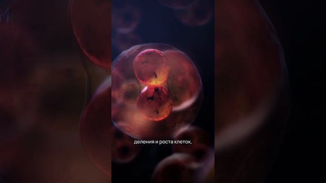 Почему мелкие собаки живут дольше крупных? #shorts #собаки смотреть онлайн