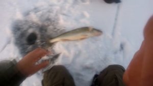 Судак на Верх-Исетском пруду. И политика отношения к рыбе.