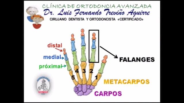 USO DEL ANALISIS CARPAL DE BJORK (CARPOGRAMA) EN ORTOPEDIA MAXILAR