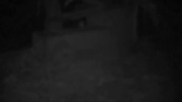 A busy night at the Kiwi nest.