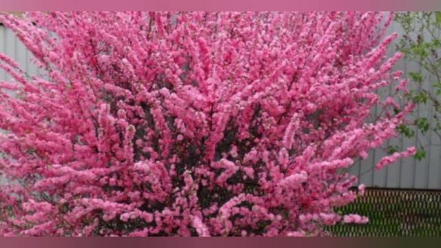 10 красивых кустарников которые зацветут в саду самыми первыми! смотреть онлайн