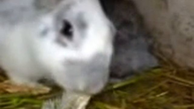 Кролик ест таранку.3gp смотреть онлайн