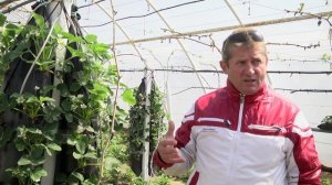 Эксперимент по выращиванию клубники вертикальным способом на гидропонике