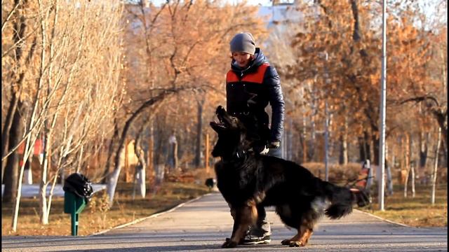 Дрессировка собак в Самаре смотреть онлайн