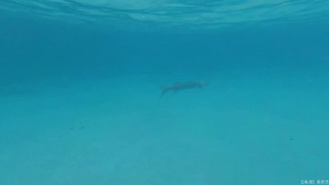 один на один с барракудой смотреть онлайн