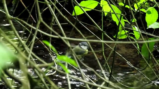 Blue tit (Parus caeruleus) bathing at Hawthorns urban wildlife center смотреть онлайн
