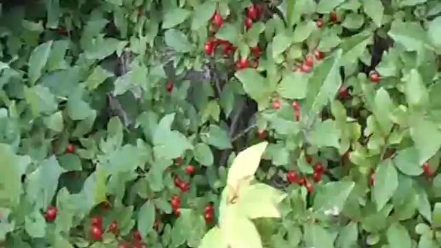 гуми или лох ягодный с плодами смотреть онлайн