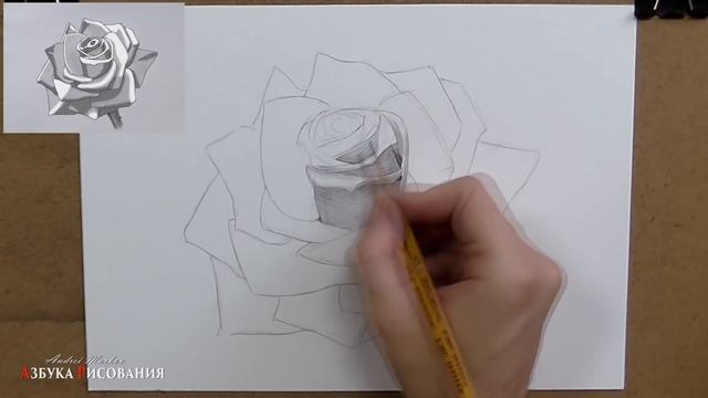 Как нарисовать розу. Учимся рисовать розу карандашом. смотреть онлайн