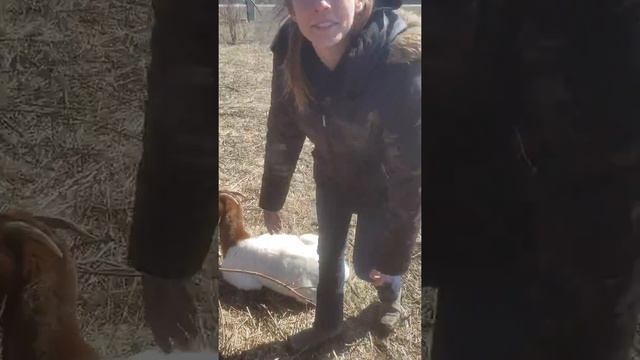 Walkthrough of the budget chicken farm смотреть онлайн
