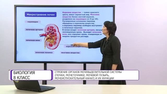 Биология. 8 класс. Строение органов мочевыделительной системы смотреть онлайн