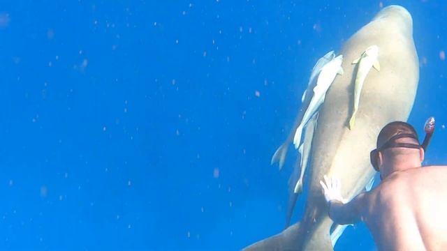 морская корова , dugong Marsa alam смотреть онлайн