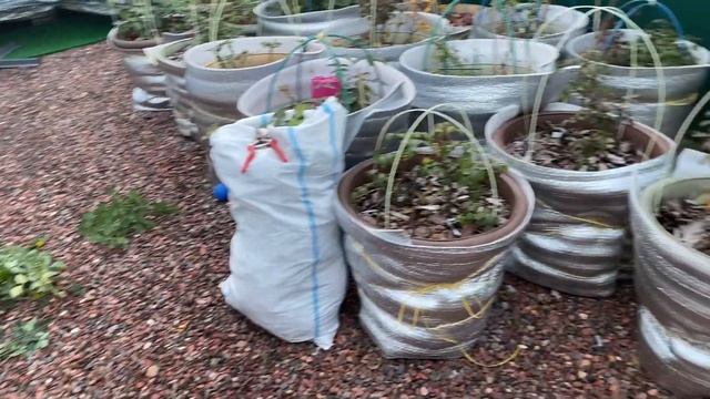 Подготовка кашпо с розами к зиме! Мой опыт. 11 ноября 21г смотреть онлайн