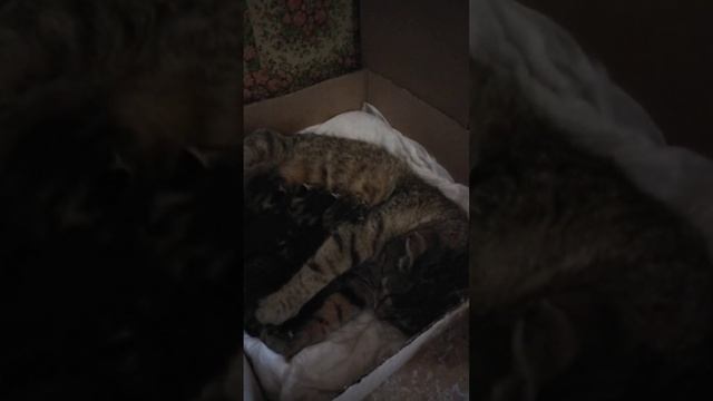 КОШАРИКИ. ДЕНЬ ШЕСТОЙ... УЖЕ ПЫТАЕМСЯ ГЛАЗКИ ОТКРЫТЬ))) смотреть онлайн