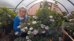 Вся правда о Френч Болеро!!!?Достоинства и недостатки сорта!?