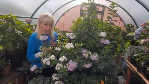 Вся правда о Френч Болеро!!!?Достоинства и недостатки сорта!?