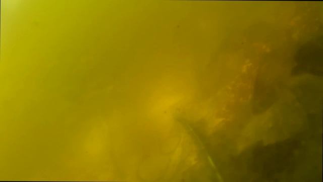 СВОЙ ПРУД. Подводная сьемка зима лето. карп, осетр, толстолобик, рак. смотреть онлайн