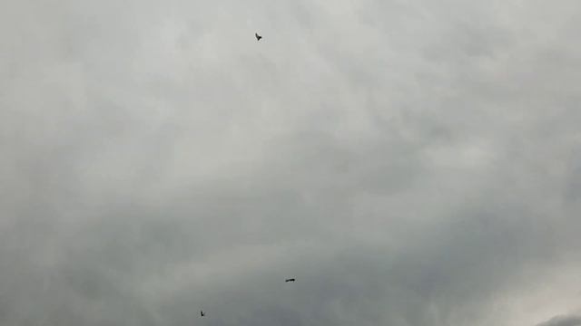 21 июля 2021 г. Гоняем Николаевских голубей, Олег Костяков, т.89276513003, п.Усть-Кинельский смотреть онлайн